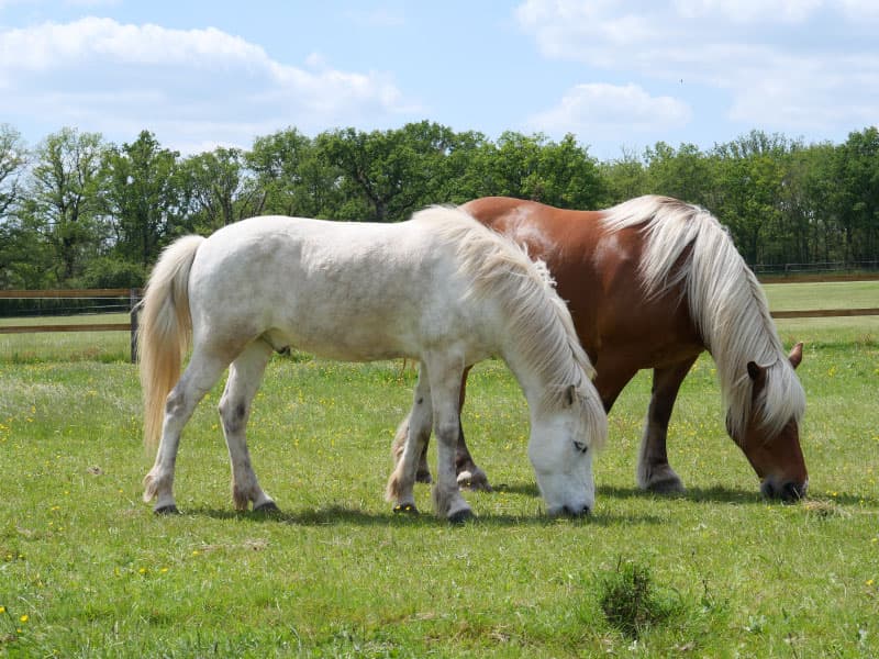 CHEVAUX