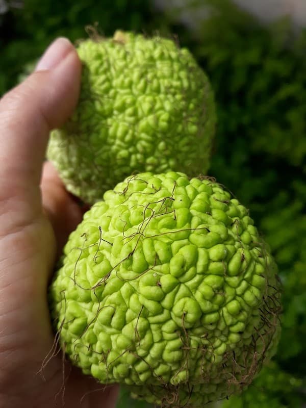 Orange maclura