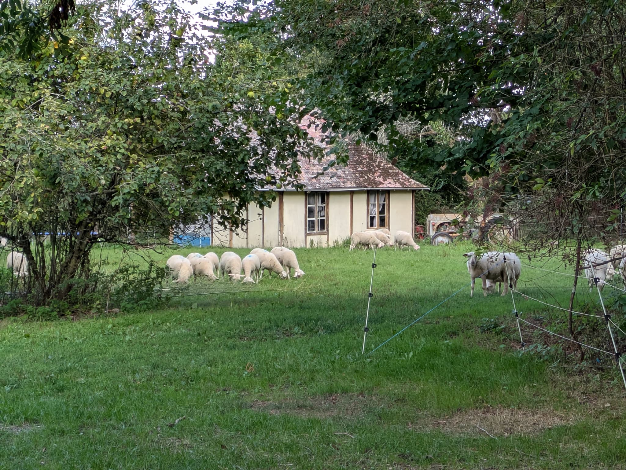 elevage mouton