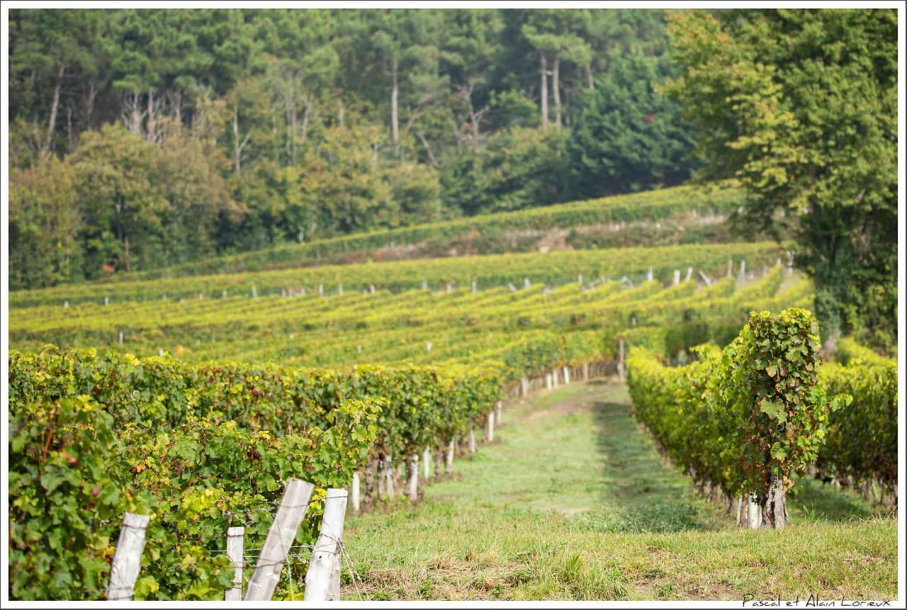 Panorama vigne Lorieuix