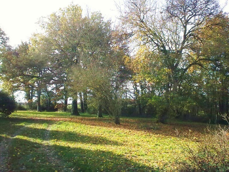 Parc et bois