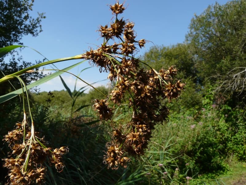 Pelouses et marais de Roussy