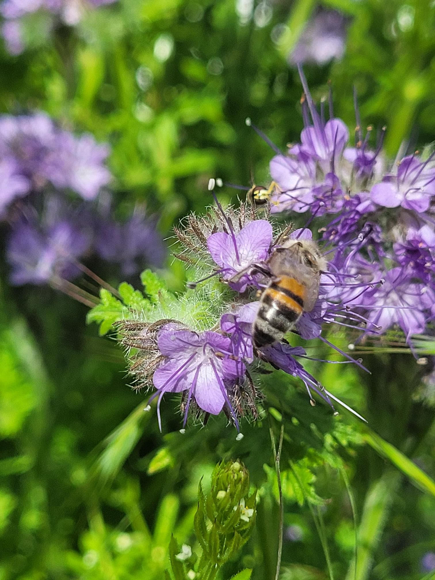 Abeille sur fleur de phacélie, miel "La Délicate"