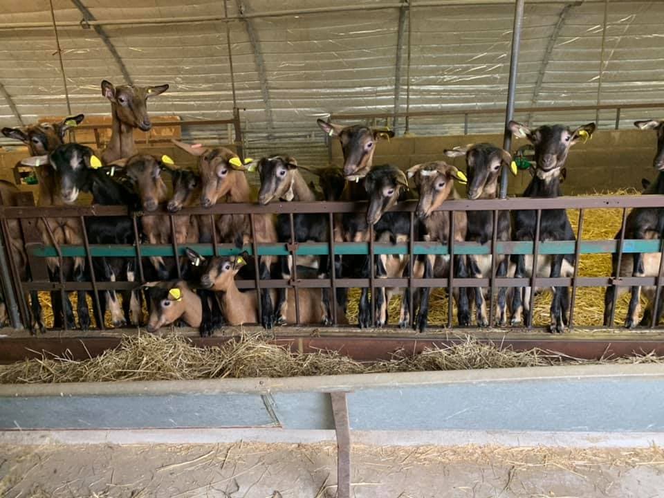 Photo la chèvrerie à St Firmin