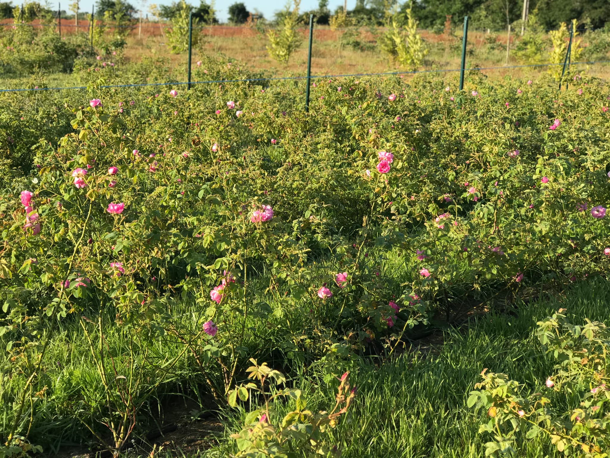 Autry le Chätel - Domaine du beau lièvre - rangs de roses