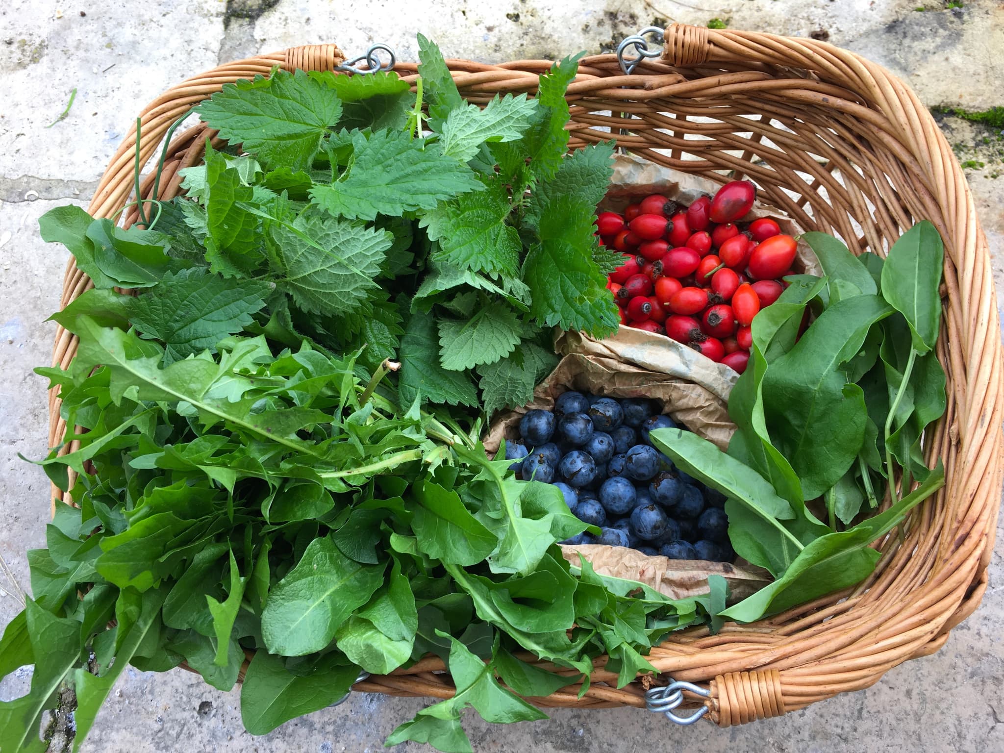 Plantes sauvages 1