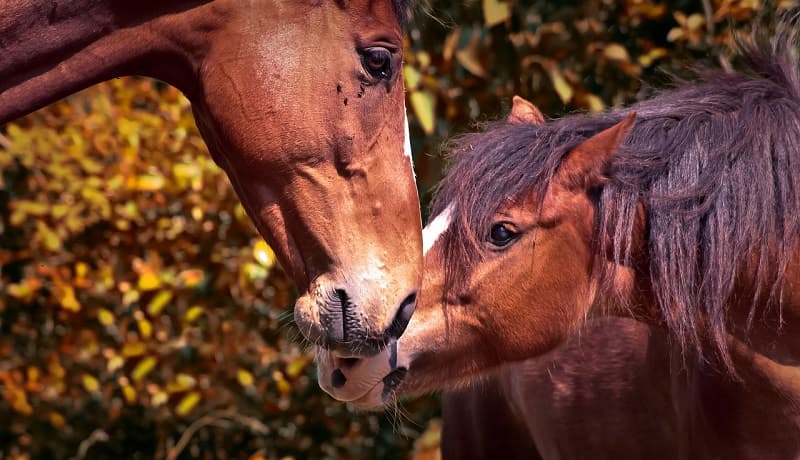Poney Club de Goumat