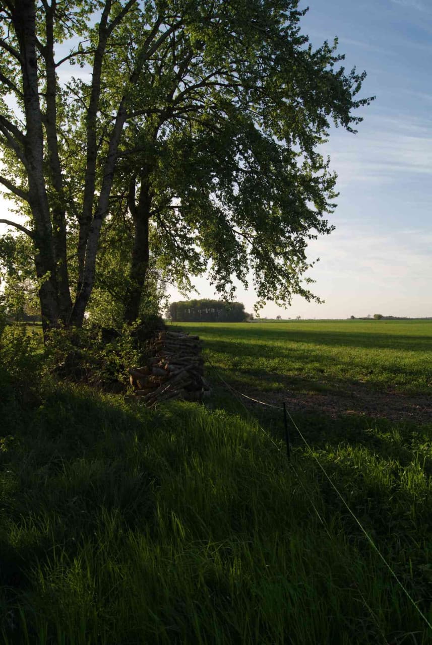 Prairie En Pleine Nature