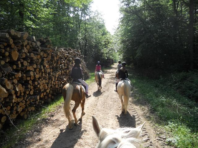 foret montargis