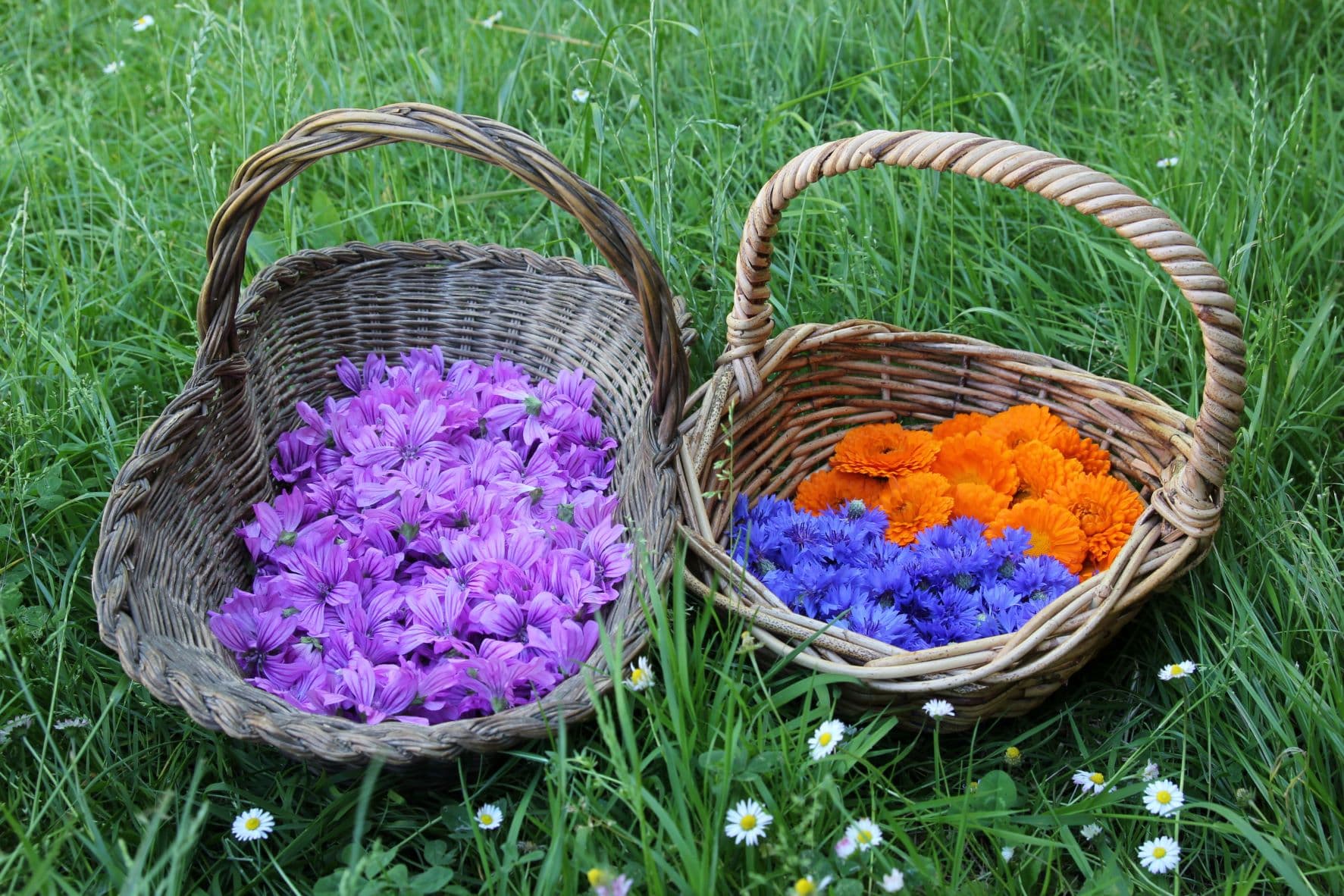Récolte fleurs