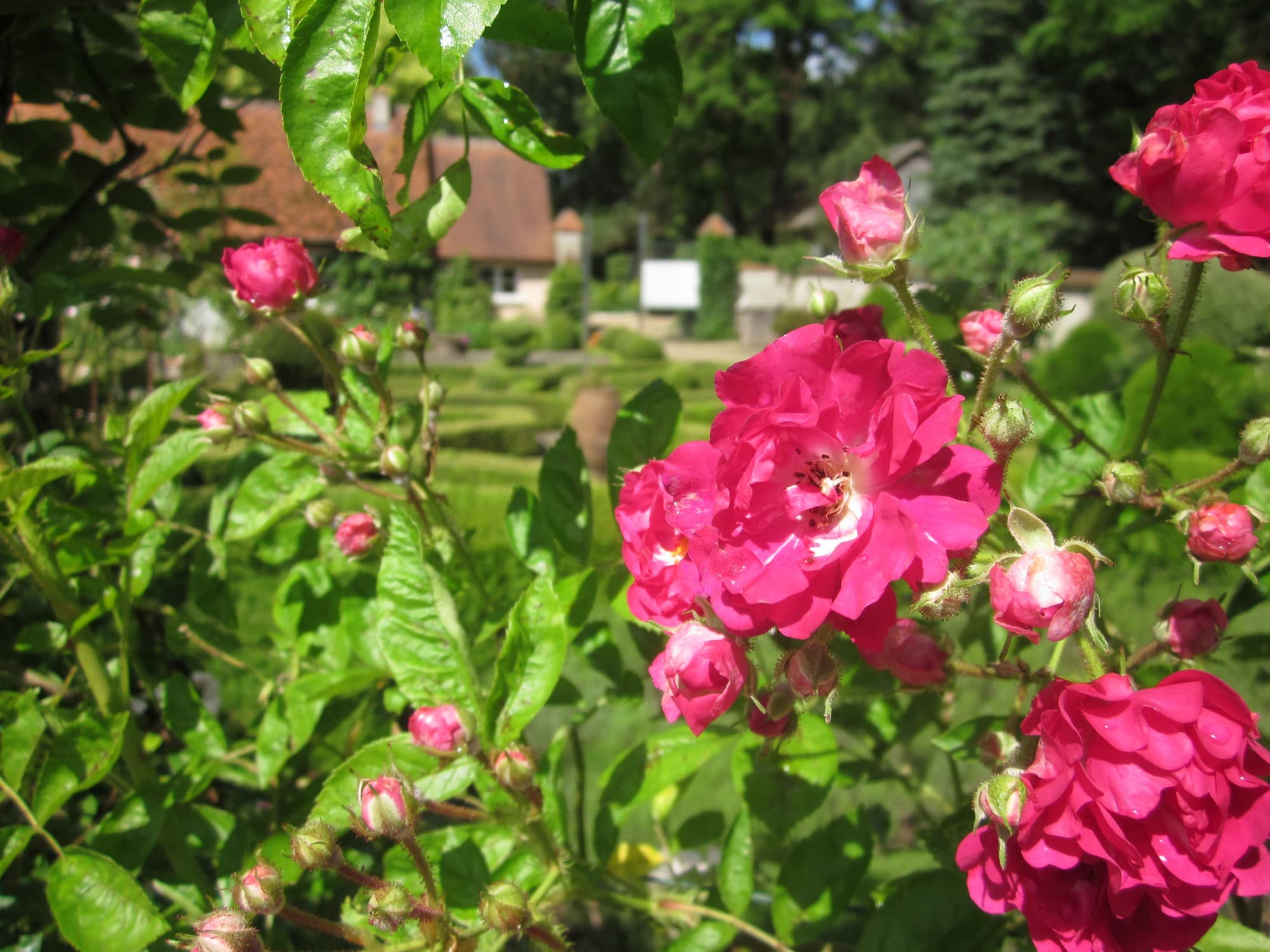 Rosier ancien du Jardin à la Française