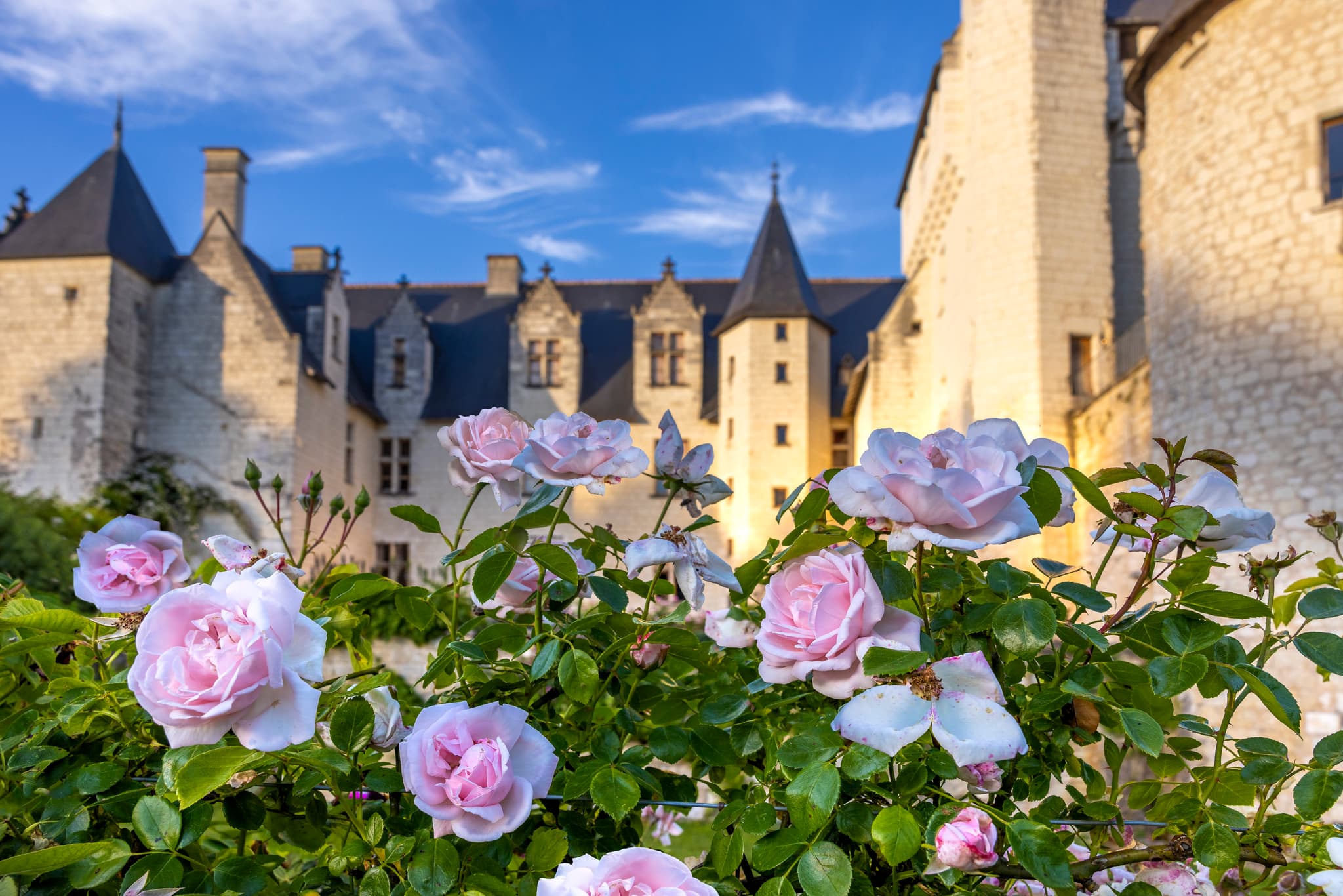 RoseNewDawn©ChateauduRivau.D .Darrault