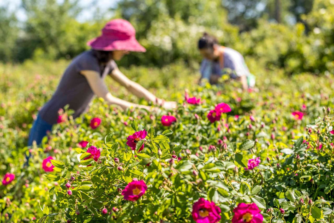 Roses En Pleine Nature
