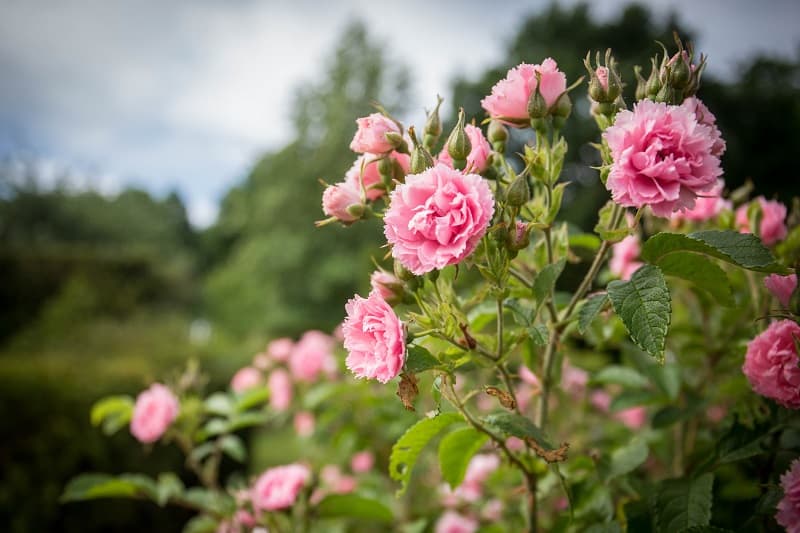Routedelarose-A-Rue-0936
