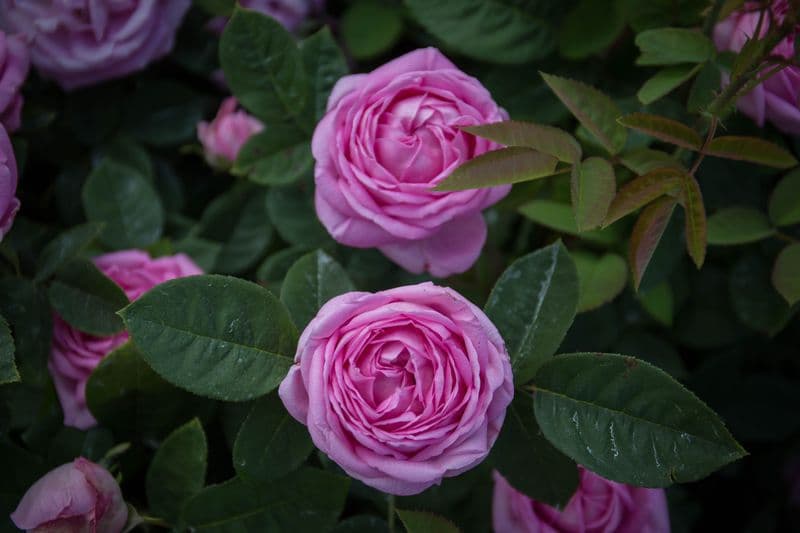 Routedelarose-A-Rue-1803