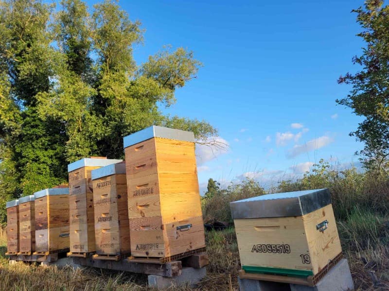 Ruches en bois