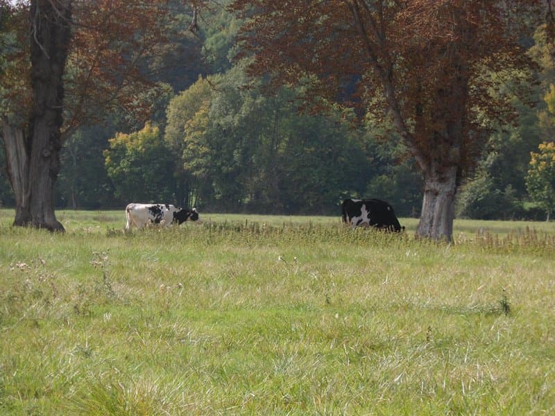 Les prairies du Nahon