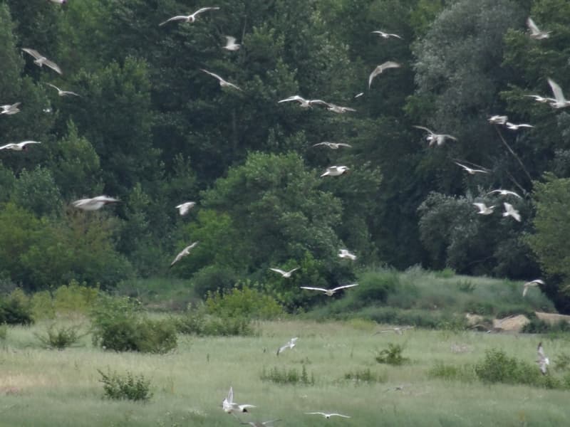L'île aux oiseaux à Sandillon