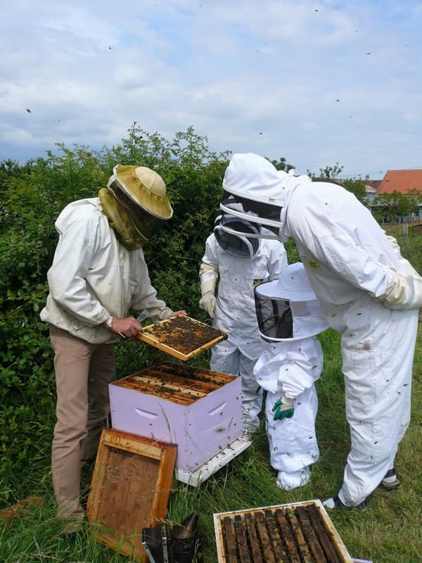 Safari abeilles