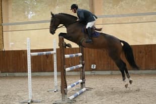 Saut manège