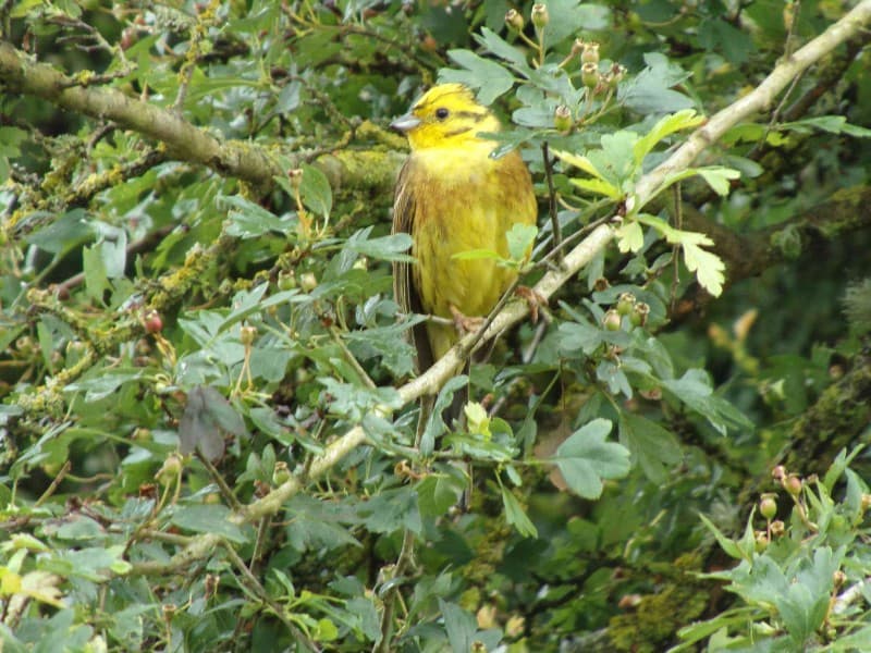 Serin