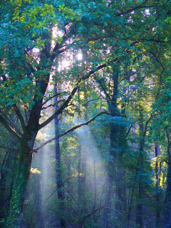 Sous bois Sologne rayons de lumière