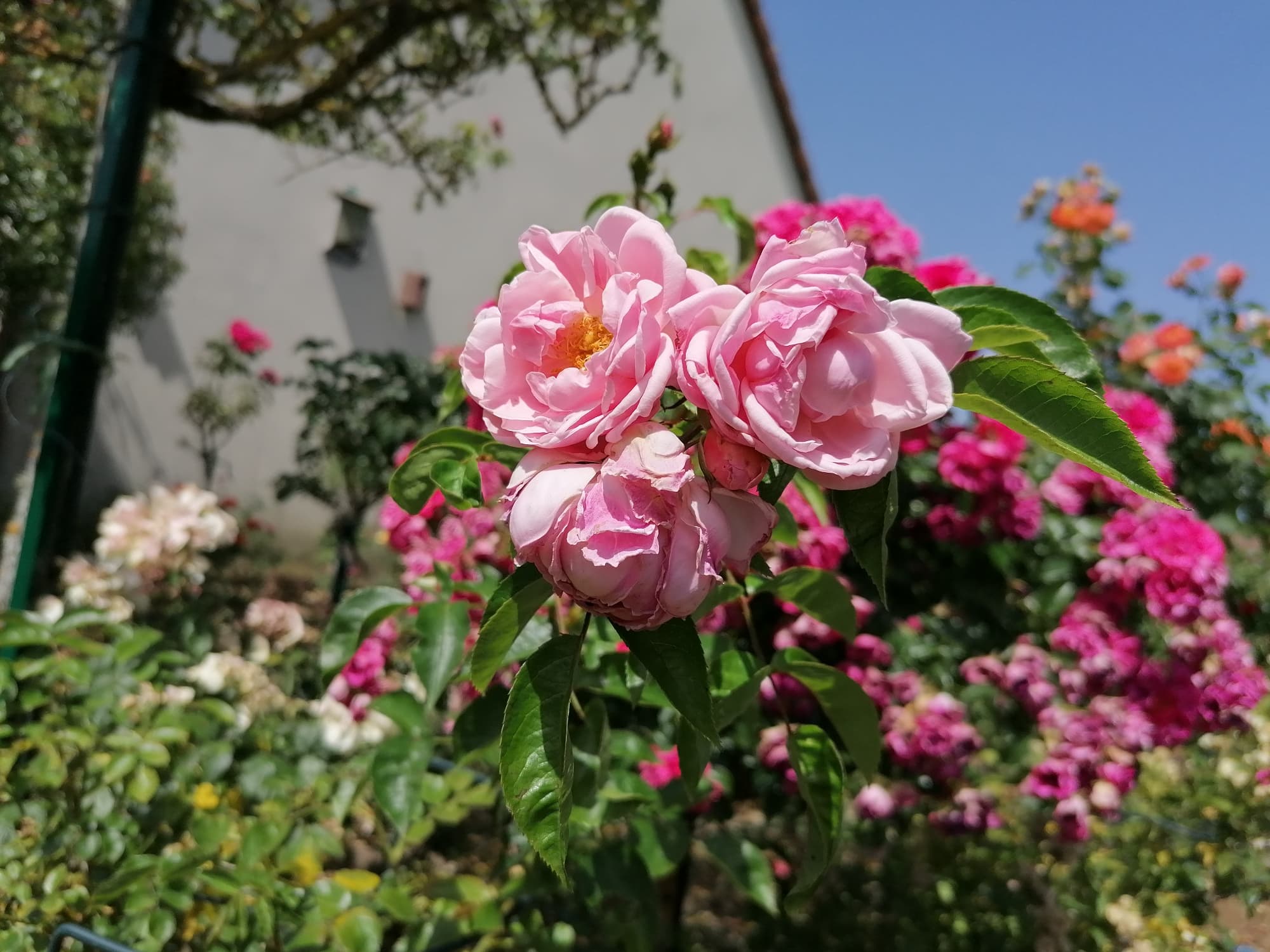 Ma création - Rose SouvenirDeJorgeDonn