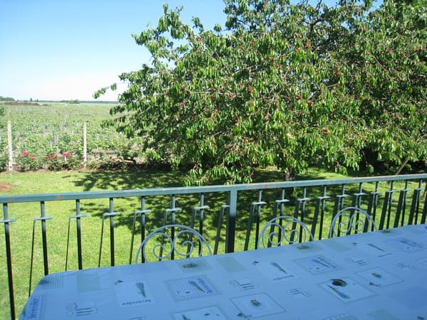 Terrasse-vue-sur-les-vignes