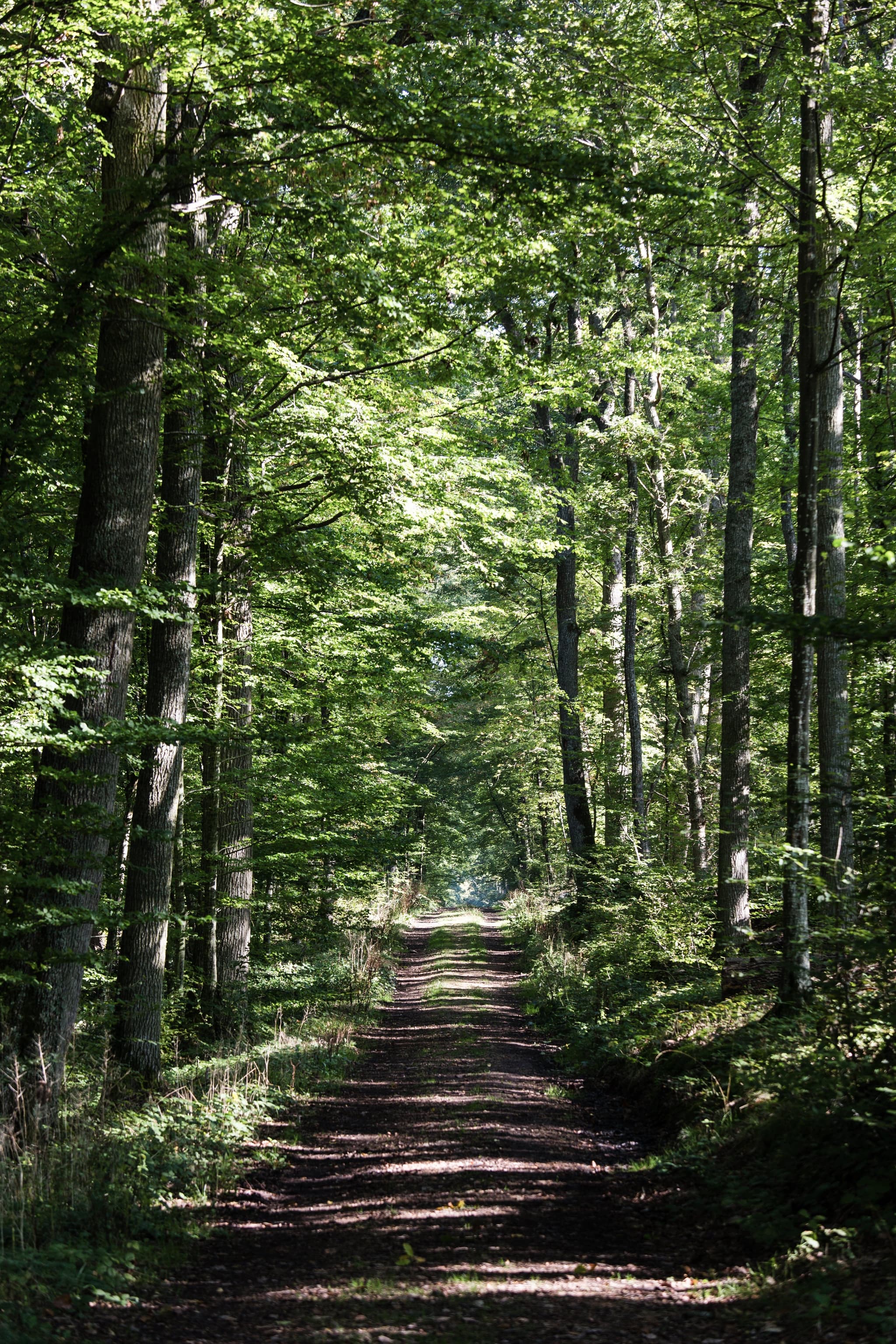 Tourisme_Foret_Domaniale_Dreux_Anet-001