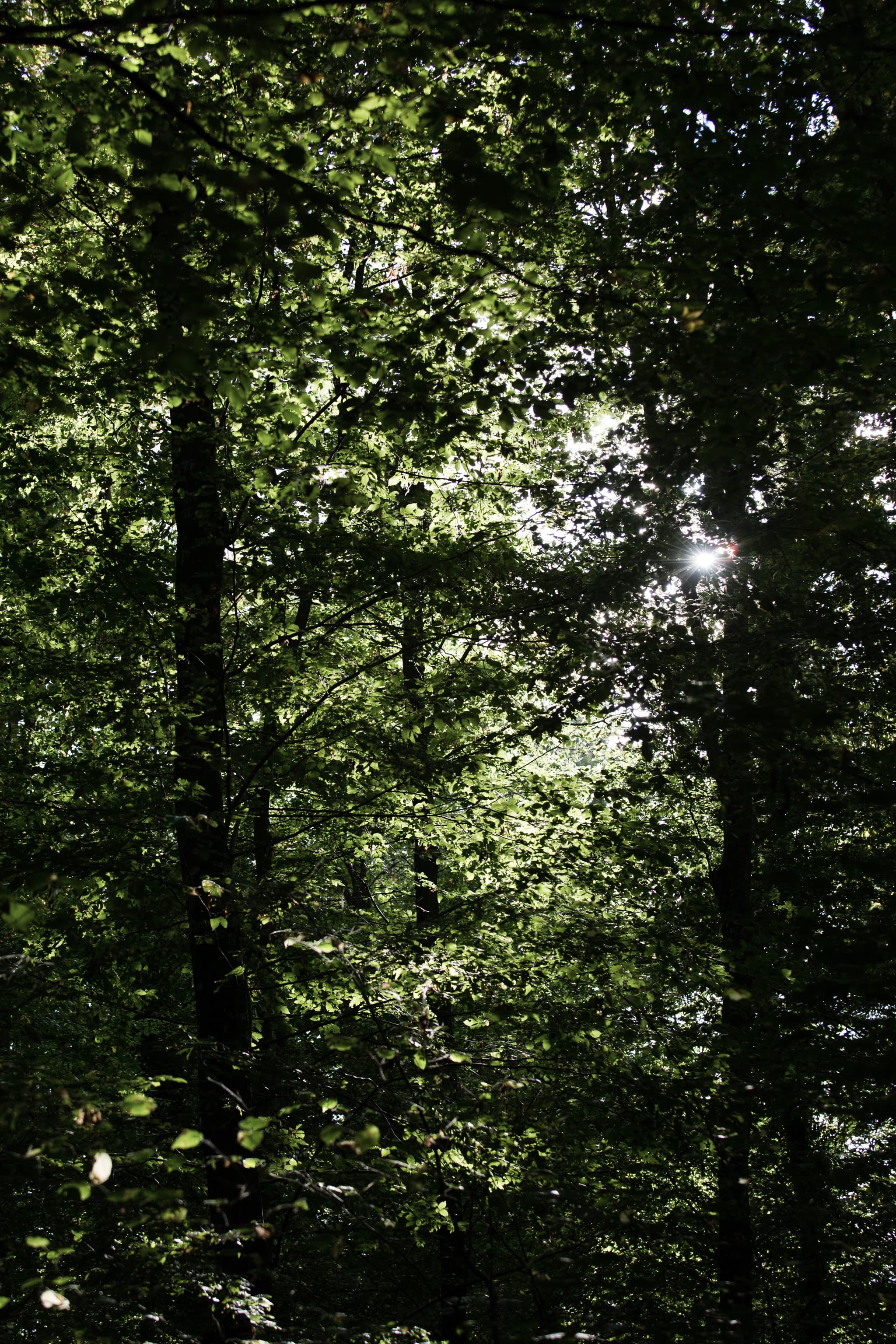 Tourisme_Foret_Domaniale_Dreux_Anet-007