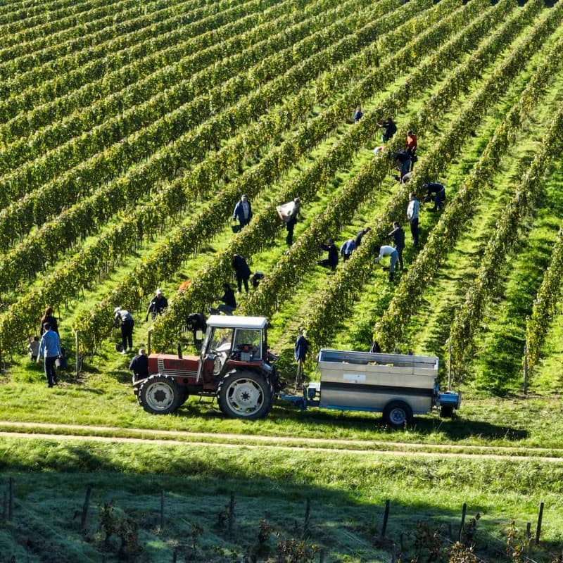 VENDANGES
