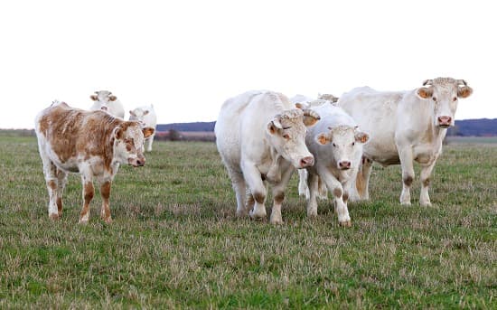 Vache et veau C DR