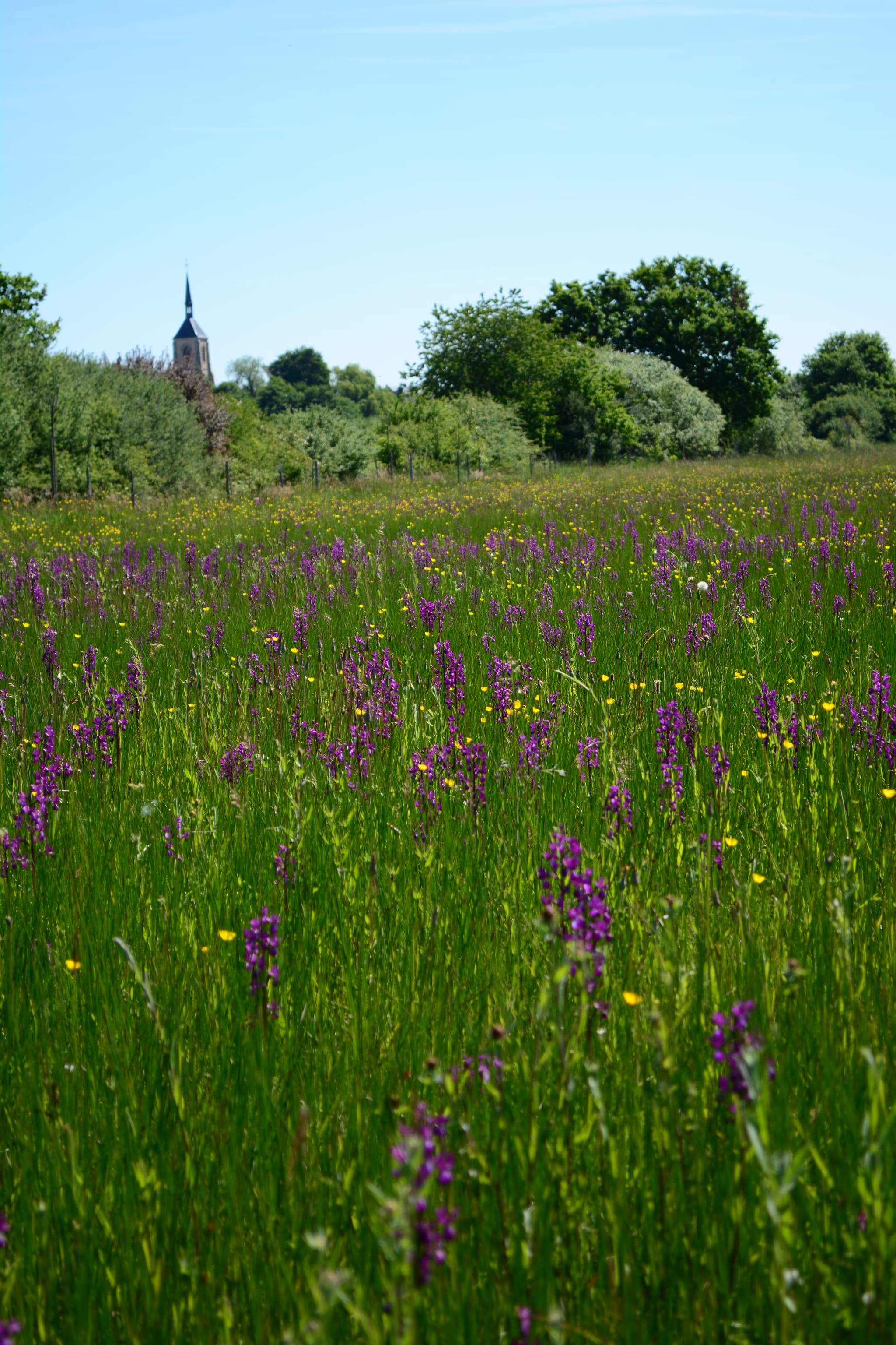 Les prairies humides à orchidées