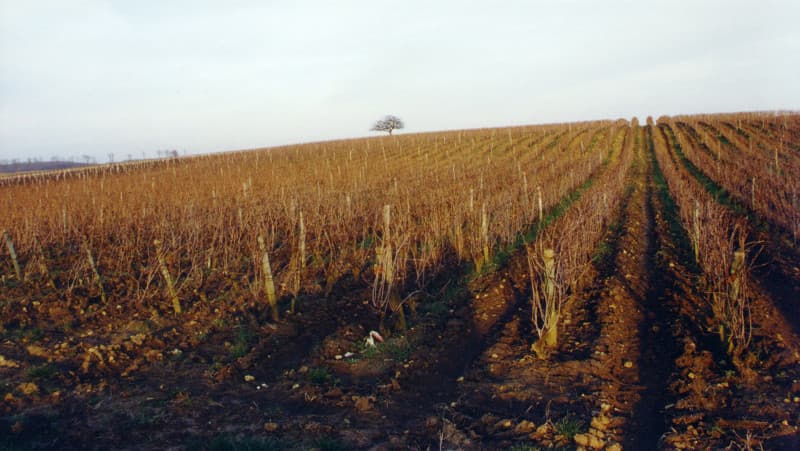 Domaine Nicolas Brunet
