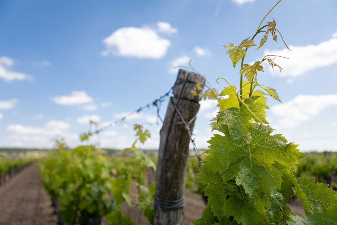 Vignes Saint Nicolas de Bourgueil