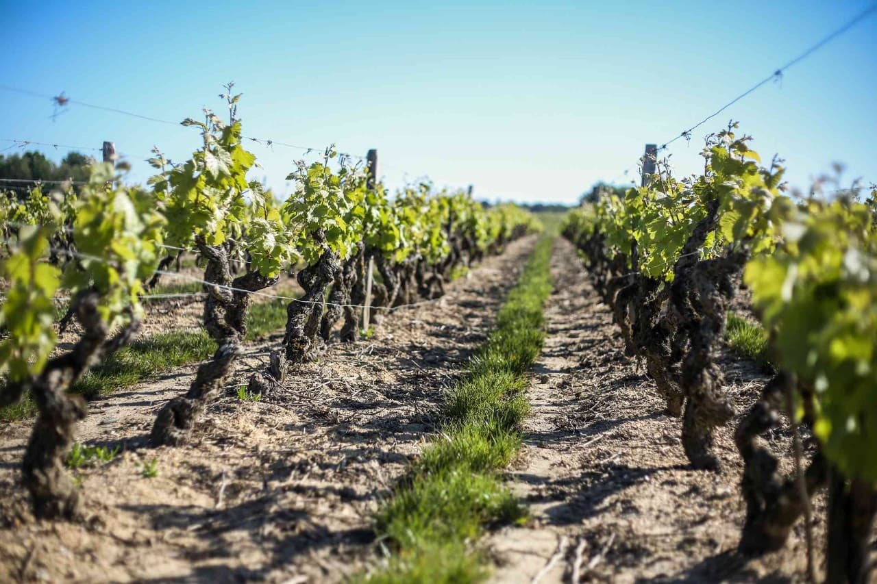 Vignes