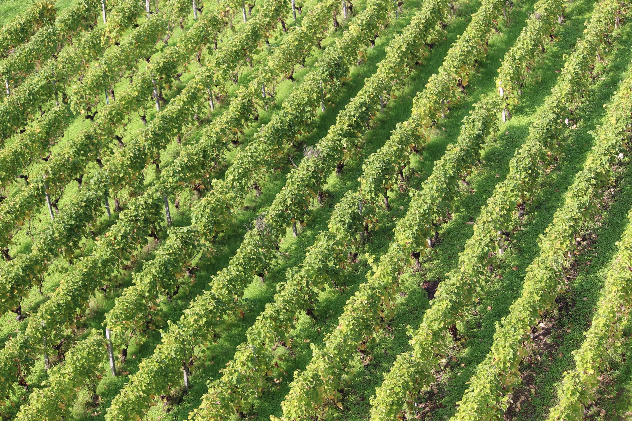 Vignoble-Sancerre