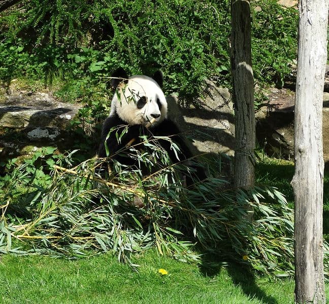 ZooParc-de-Beauval