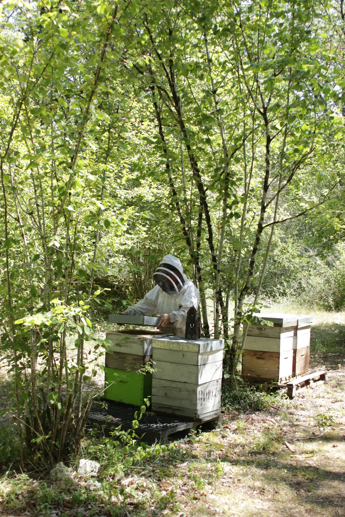 abeille-bete-3