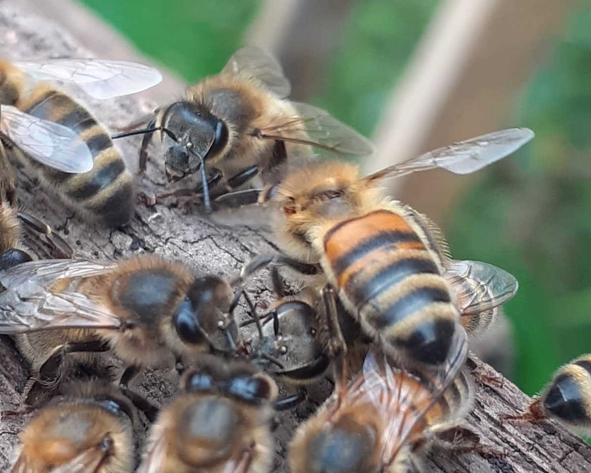 abeilles
