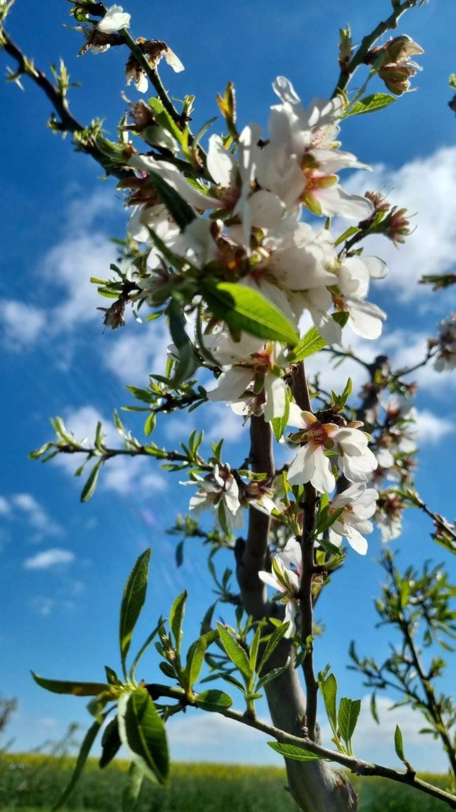 amandier en fleur