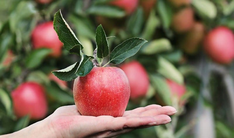 apple--