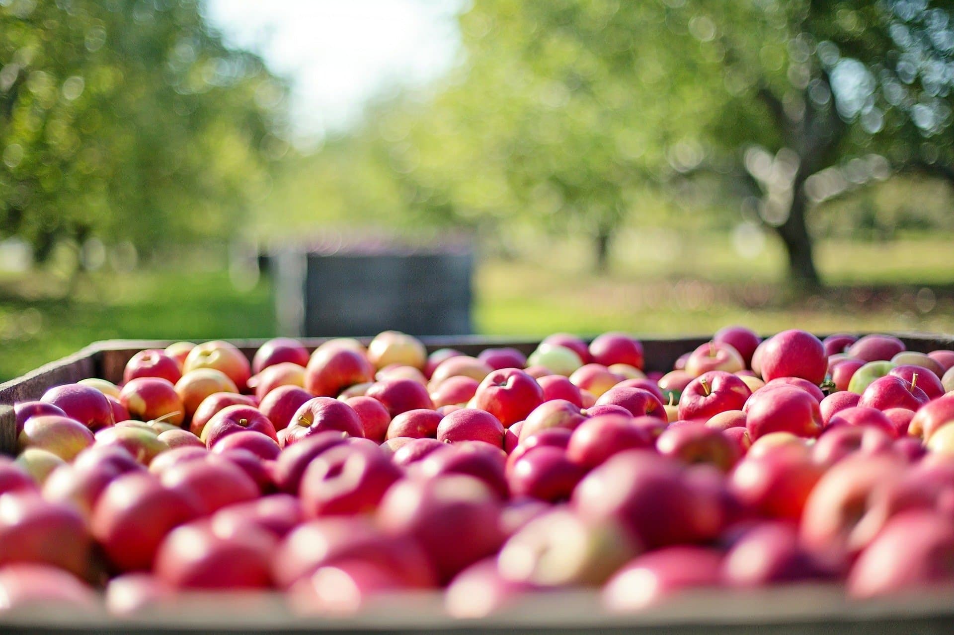 apples-1004886-1920