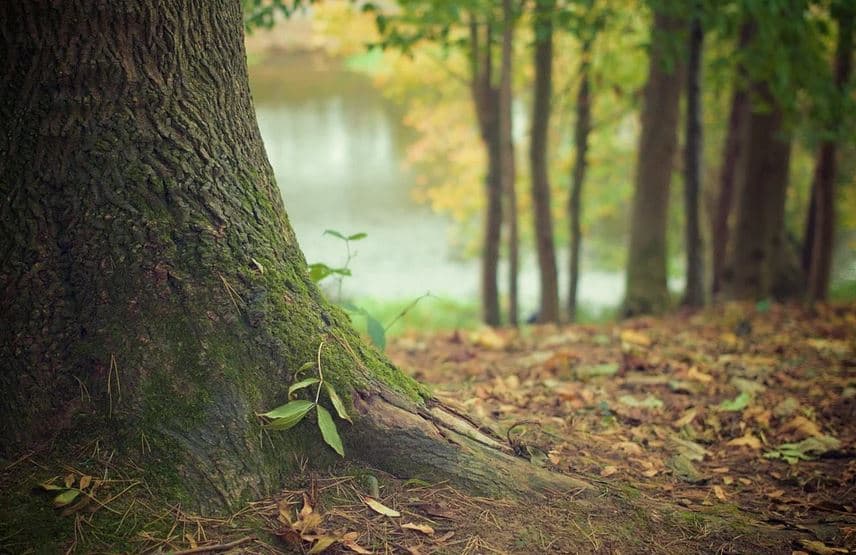arbre