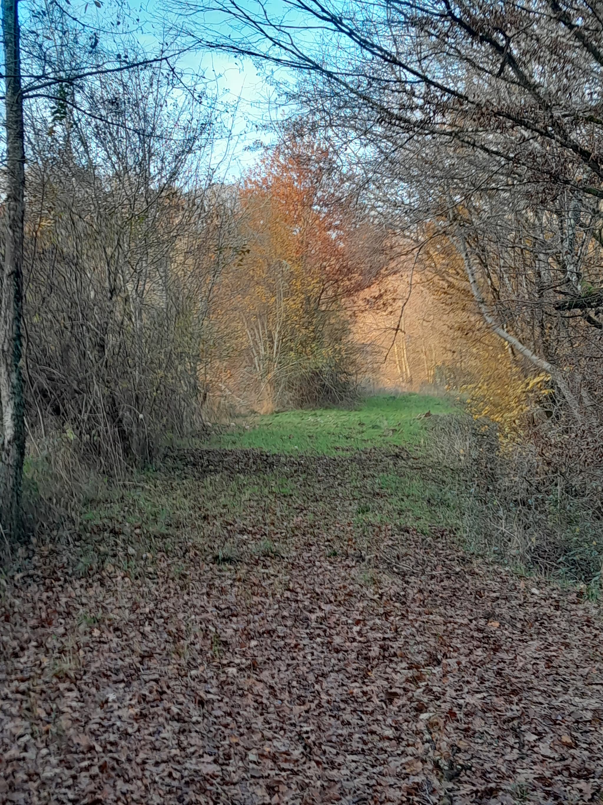autreallee dans le parc