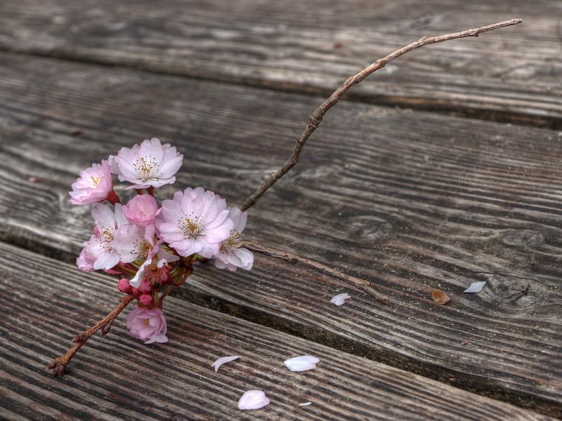 blossoms-