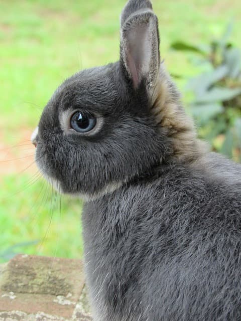 bunny-2653648_640