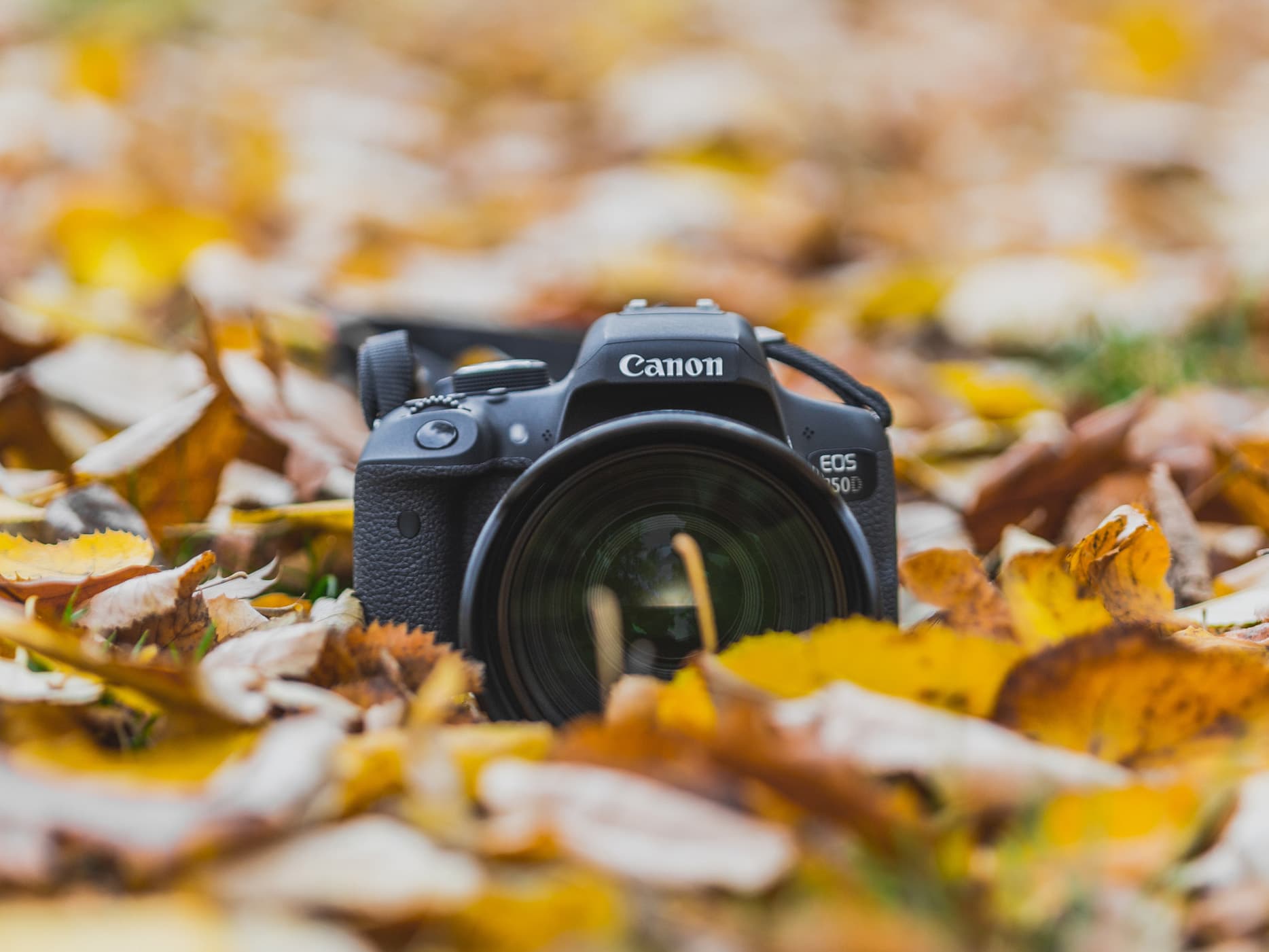Photo d'automne