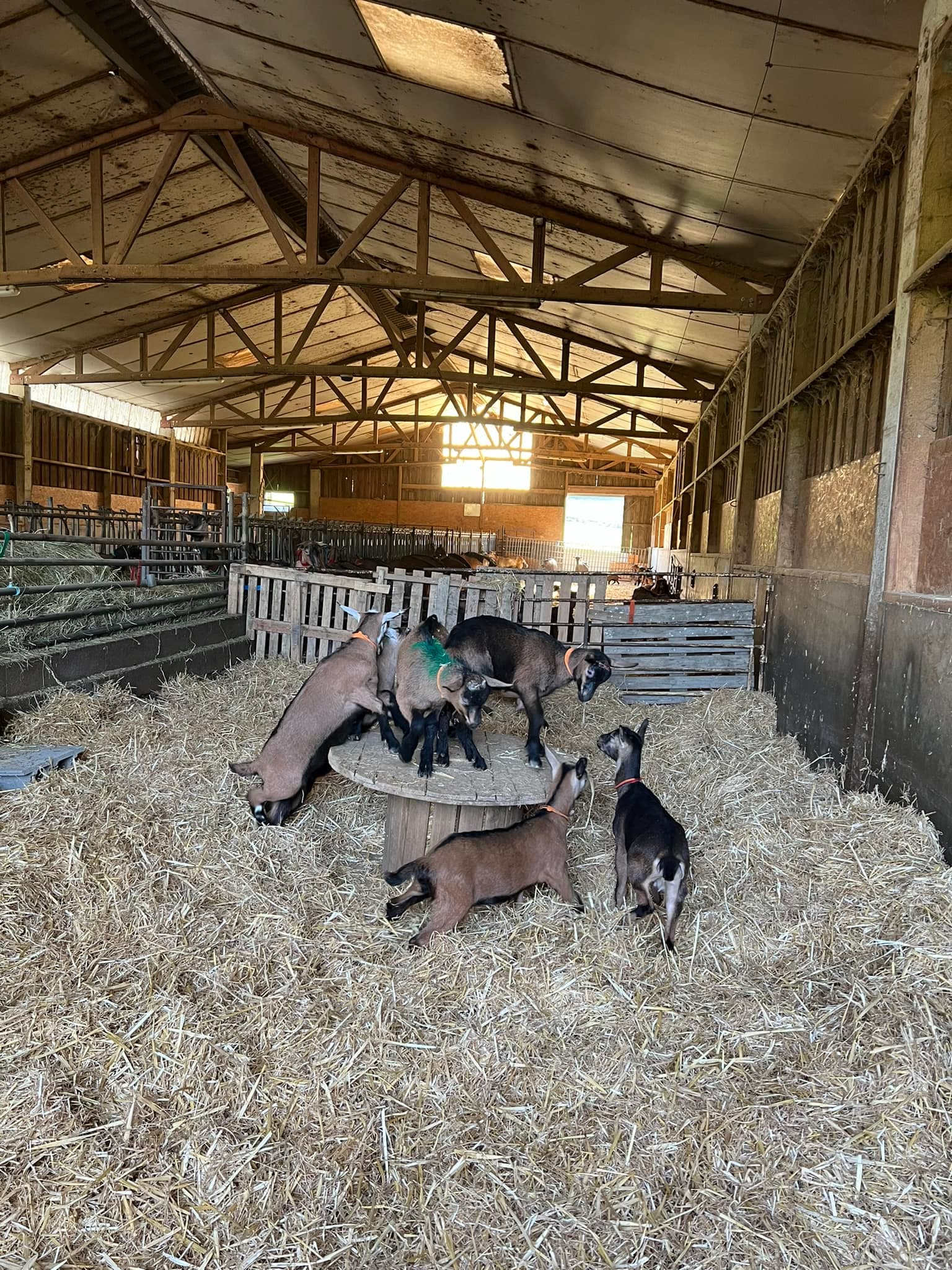 Chevres Caprimarnes