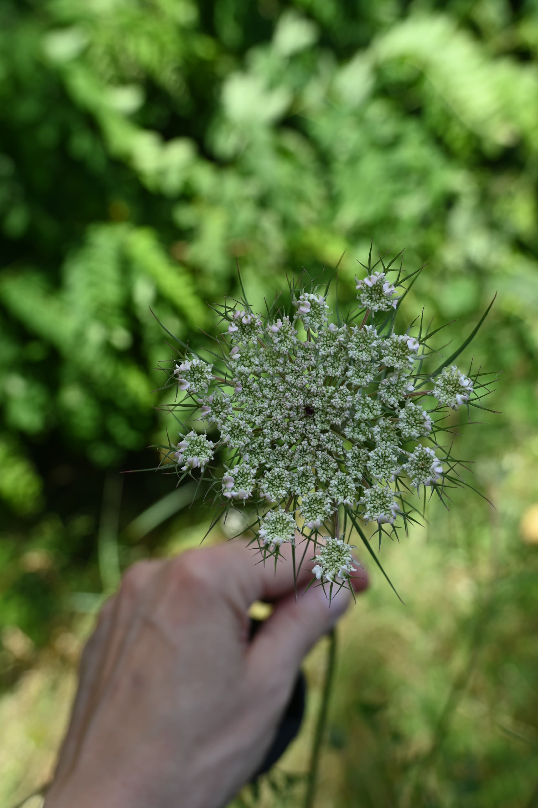carotte-sauvage-parc-de-loire